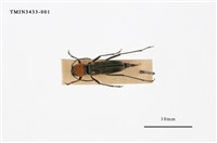 藏品(紅領虎天牛)的圖片